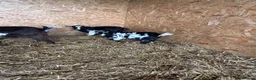 Goats livestock for sale: Pigmy goats ready to leave  - Advert 4