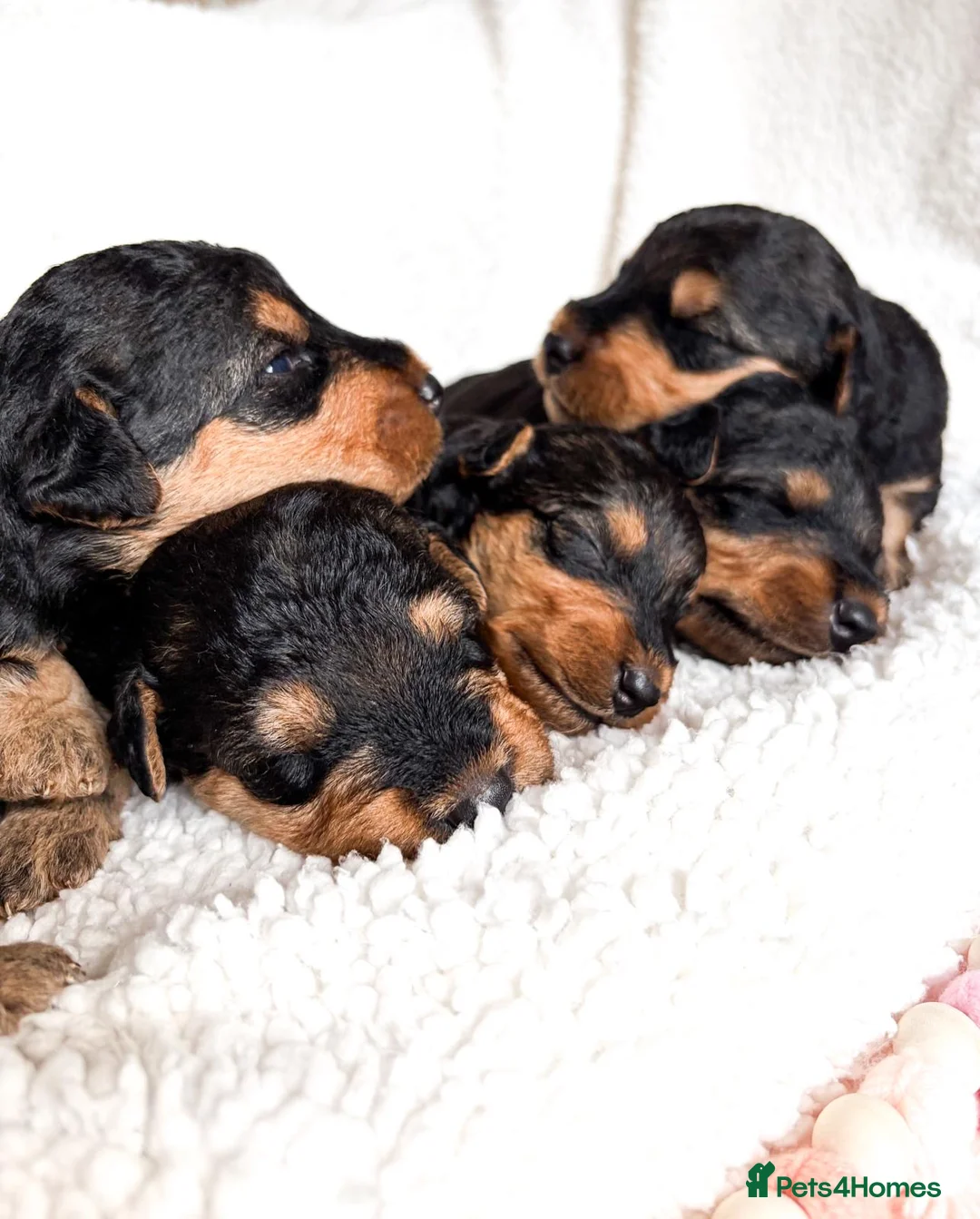 Airedale Terrier dogs for sale: ⭐ QUALITY KC AIREDALE TERRIERS ⭐ - Advert 5