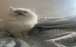 Ragdoll cats for sale: GCCF and Tica pedigree ragdolls kittens for sale - Image 2