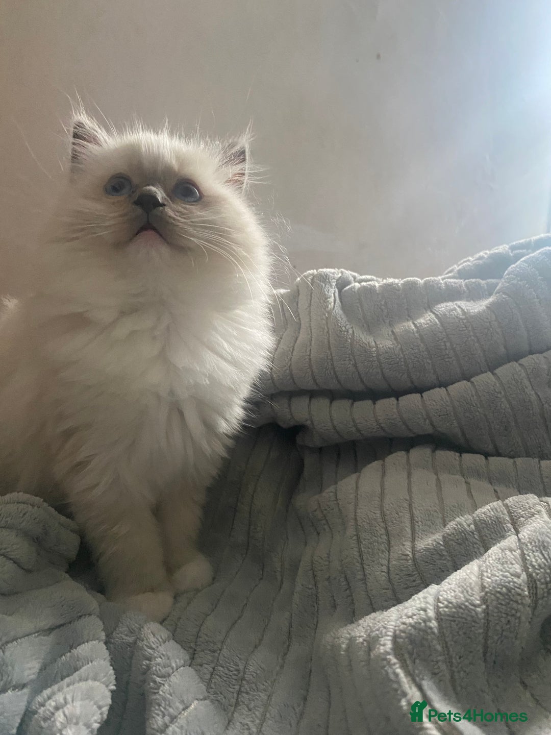 Ragdoll cats for sale: GCCF and Tica pedigree ragdolls kittens for sale - Image 2