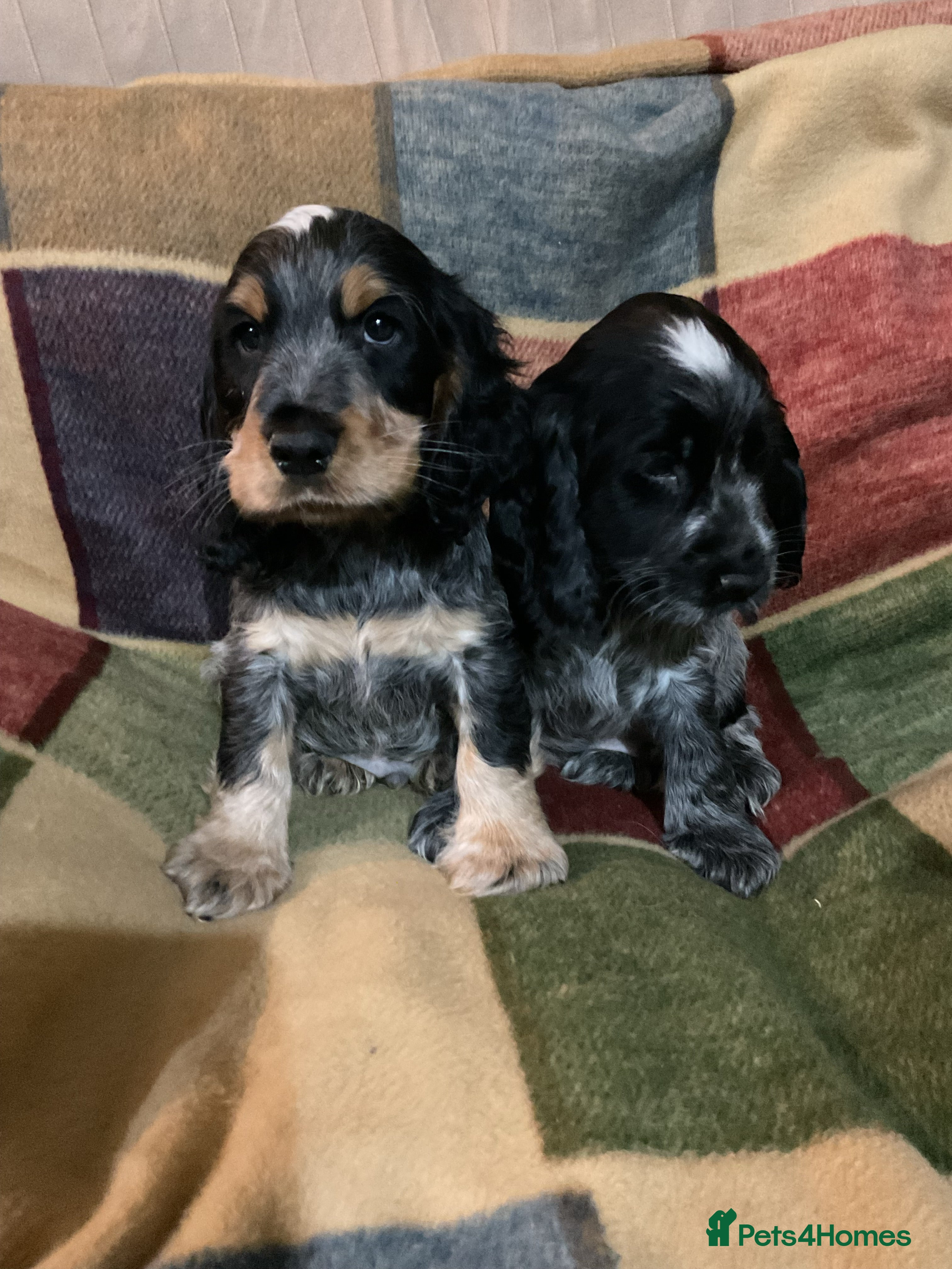 Cocker Spaniel dogs Chunky cocker pups  - Advert 15