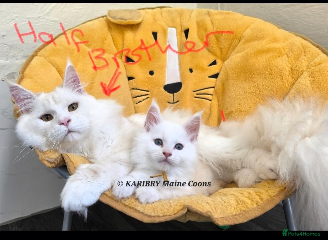 Maine Coon cats RARE Red Shaded, XL large TICA registerd  - Advert 1