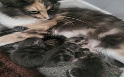 Domestic Shorthair cats for sale: Gorgeous Kittens for sale - Image 9