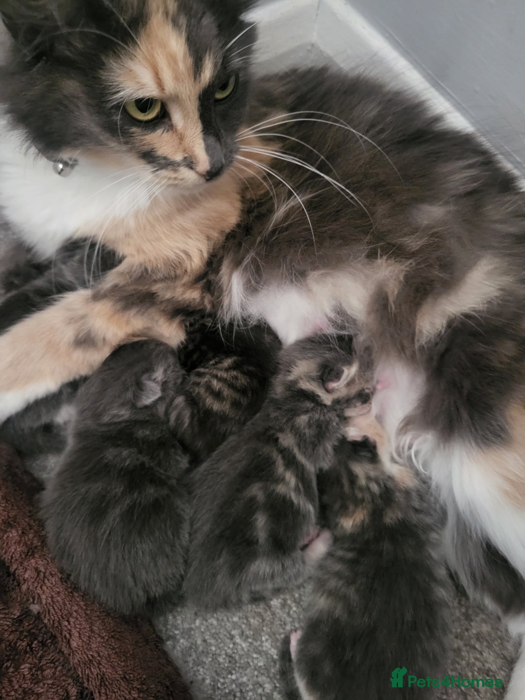 Domestic Shorthair cats for sale: Gorgeous Kittens for sale - Image 9
