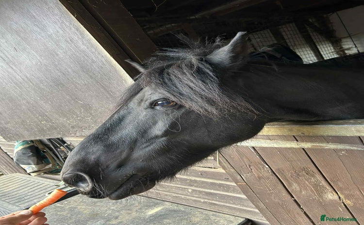Fell horses - Advert 1