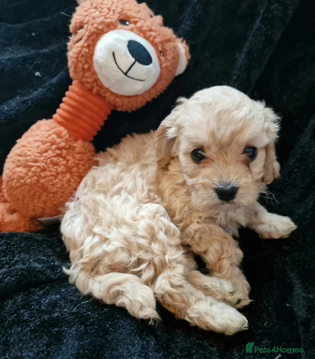 Cavapoo dogs for sale: Stunning Black and Tan Cavapoo puppies - Advert 2