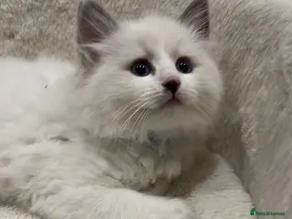 Ragdoll cats Snowys Litter Goregous Ragdoll Kitten Bicolour in Liverpool - Advert 3
