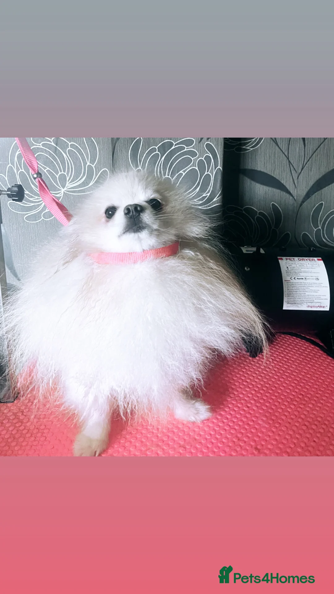 Pomeranian dogs for stud: 1.9kg tiny Proven Ukraine import stud kc reg  in Ferryhill - Advert 5