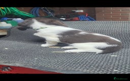 English Springer Spaniel dogs for sale: Cracking springer spaniel puppies  - Advert 5