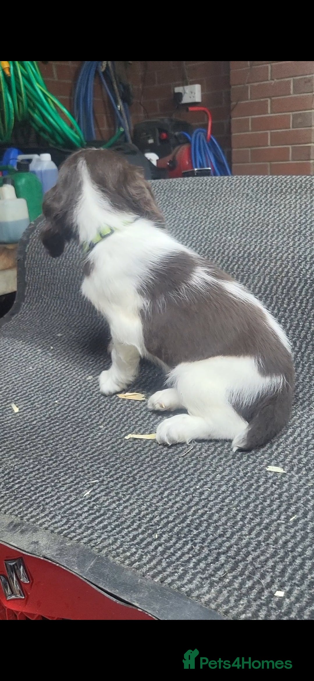 English Springer Spaniel dogs for sale: Cracking springer spaniel puppies  - Advert 5