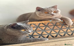 British Shorthair cats for sale: 💕Charming BSH kittens💕 - Image 1