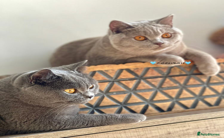 British Shorthair cats - Advert 8