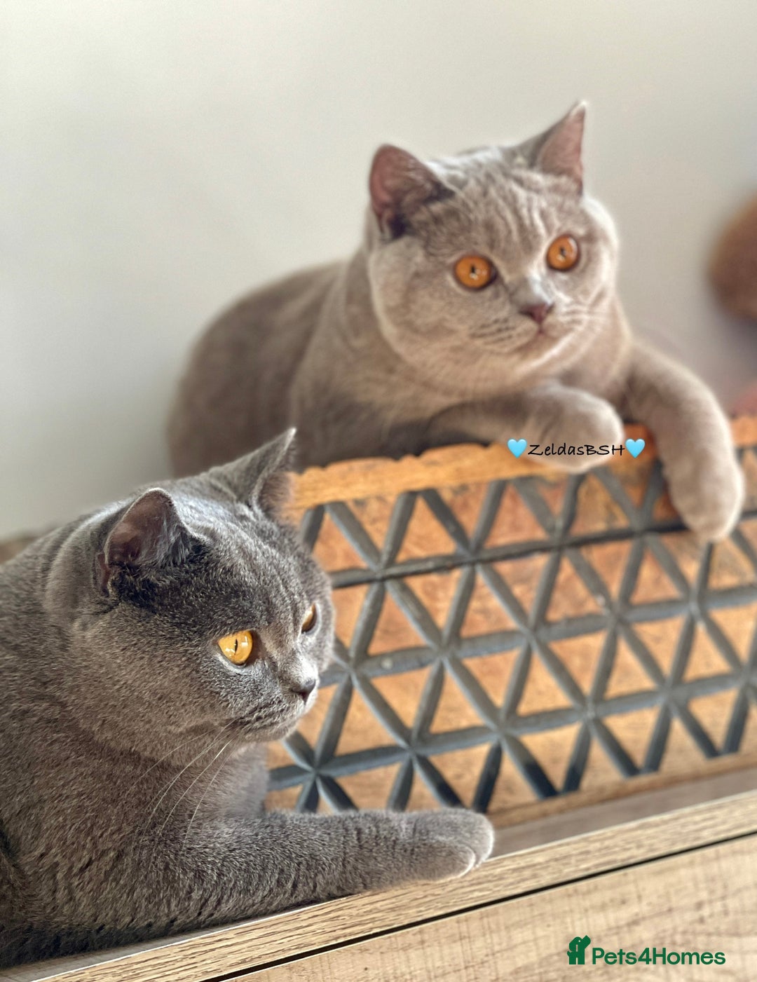 British Shorthair cats for sale: 💕Charming BSH kittens💕 - Image 1