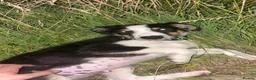 Border Collie dogs for sale: 14 week old border collie pup in Bridgend - Advert 4
