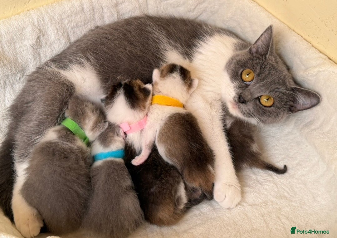 British Shorthair cats for sale: British shorthair golden tricolour TICA - Advert 17