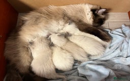 Ragdoll cats for sale: 2 Boys 2 Girls - Image 6