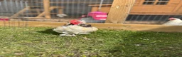 Chickens poultry for sale: Pekin Bantam Cockerel - Advert 2