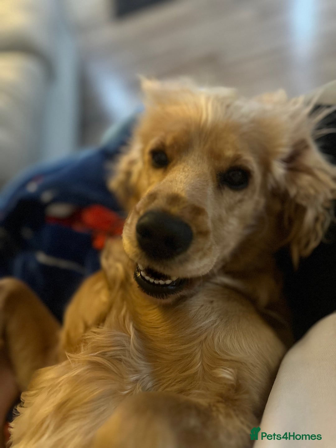 Cocker Spaniel dogs for sale: Lovely 3 year old Golden Cocker Spaniel  - Image 5