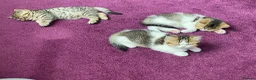 British Shorthair cats for sale: British Short Hair Kittens Purebred - Advert 20