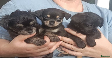 Chipoo dogs - Advert 4