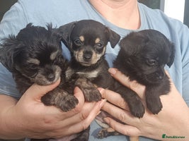 Chipoo dogs - Advert 14