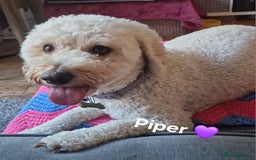 Cavapoochon dogs for sale: F1b Cavapoochon Puppies – 3 Boys Ready to Reserve - Image 19
