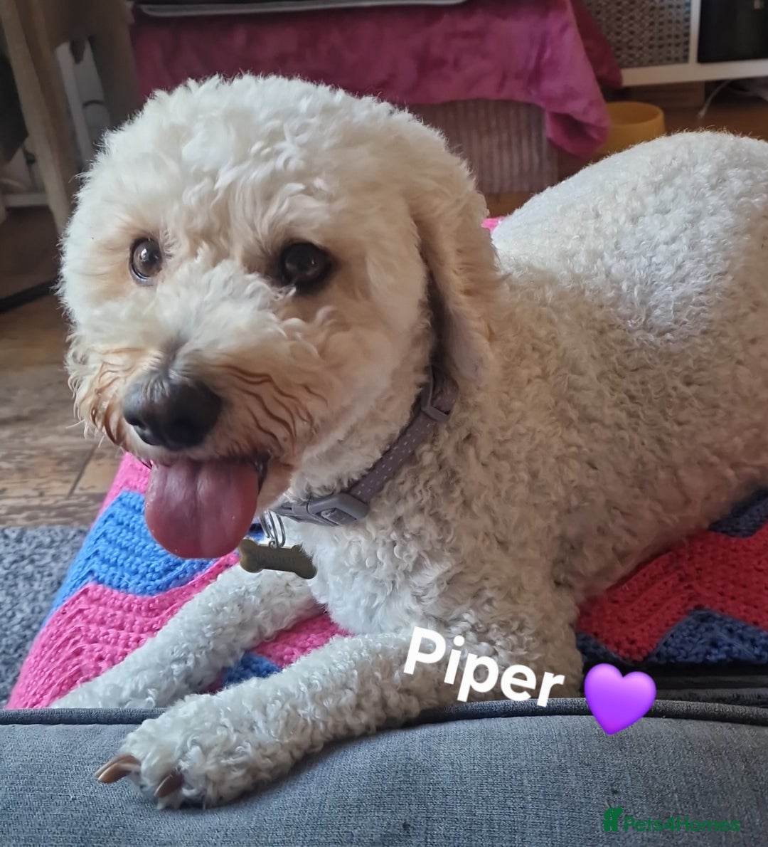 Cavapoochon dogs for sale: F1b Cavapoochon Puppies – 3 Boys Ready to Reserve - Image 19