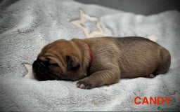 Cane Corso dogs for sale: 🐾✨ PatoSquad Kennel FCI Puppies ✨🐾 - Image 11