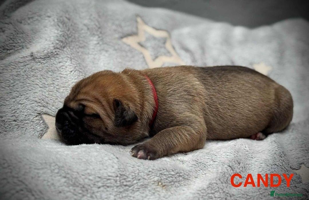 Cane Corso dogs for sale: 🐾✨ PatoSquad Kennel FCI Puppies ✨🐾 - Image 11