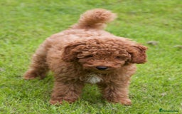 Cavapoochon dogs for sale: Gorgeous F1B Cavapoochon’s Fox Red available now. - Image 6