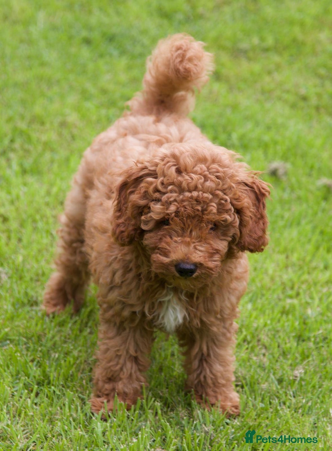 Cavapoochon dogs for sale: Gorgeous F1B Cavapoochon’s Fox Red available now. - Image 6