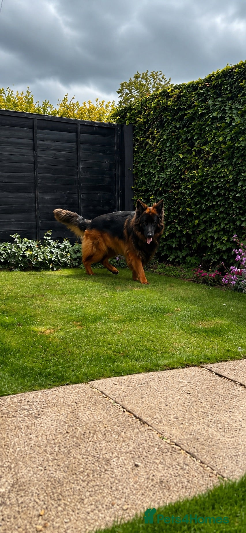 German Shepherd dogs KC REG FULLY HEALTH TESTED German Shepherd Stud - Advert 1