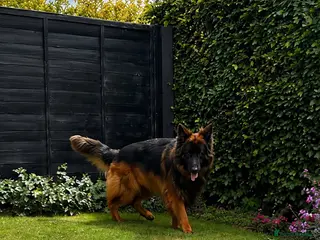 German Shepherd dogs KC REG FULLY HEALTH TESTED German Shepherd Stud - Advert 1