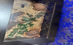 Corn Snake reptiles for sale: Albino Corn Snake 1 year old unsexed  - Image 3