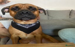 Mixed Breed dogs for sale: Belgian Mali x cane corso  - Image 2