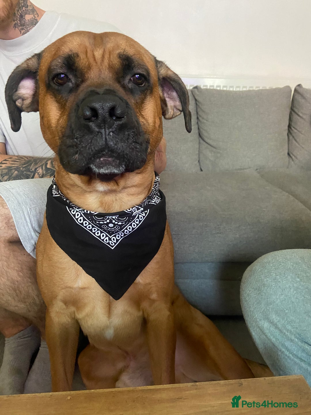 Mixed Breed dogs for sale: Belgian Mali x cane corso  - Image 2