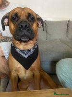 Mixed Breed dogs - Advert 13