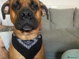 Mixed Breed dogs - Advert 15