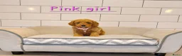 Cavapoo dogs for sale: F1 Cavapoo puppies 💝 - Advert 10