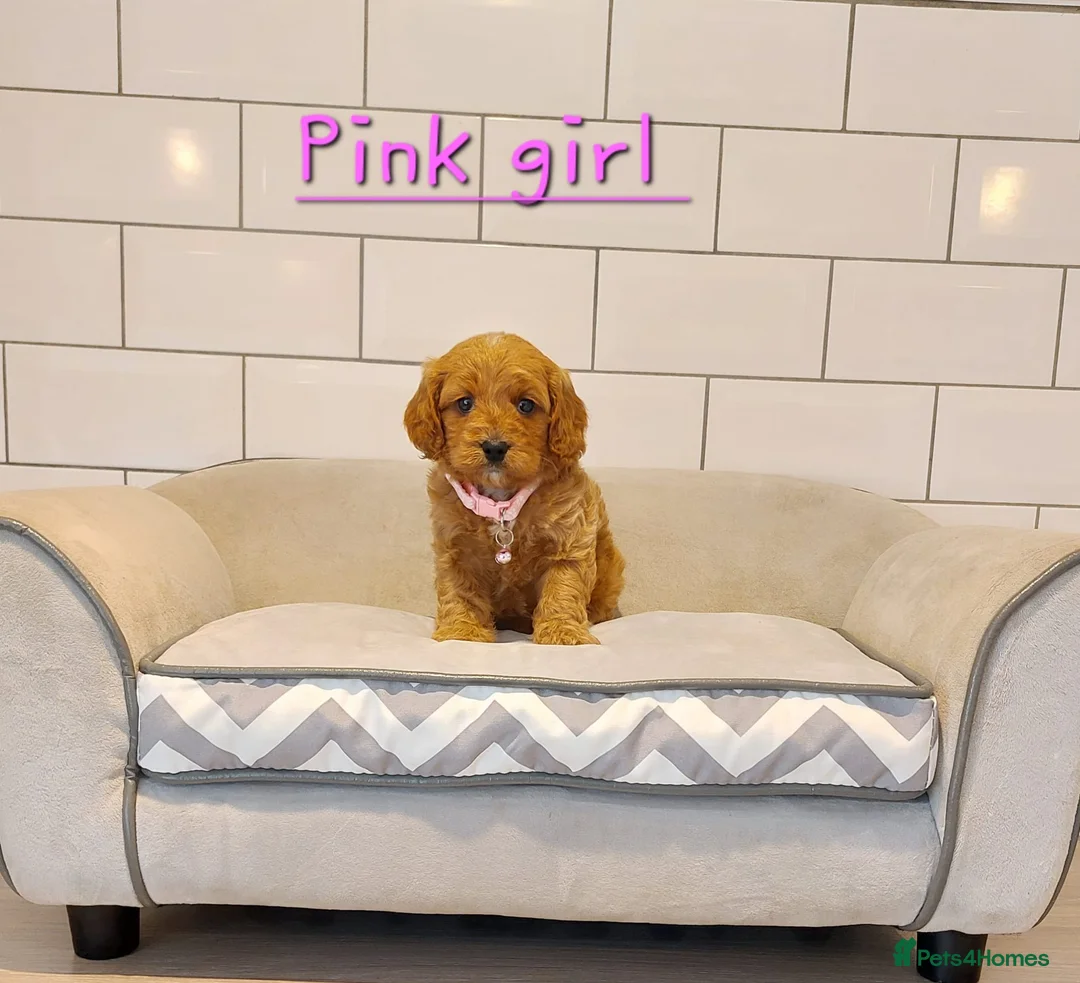 Cavapoo dogs for sale: F1 Cavapoo puppies 💝 - Advert 10