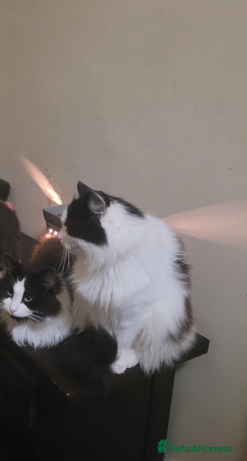 Mixed Breed cats 2 female cats for rehome - Advert 15