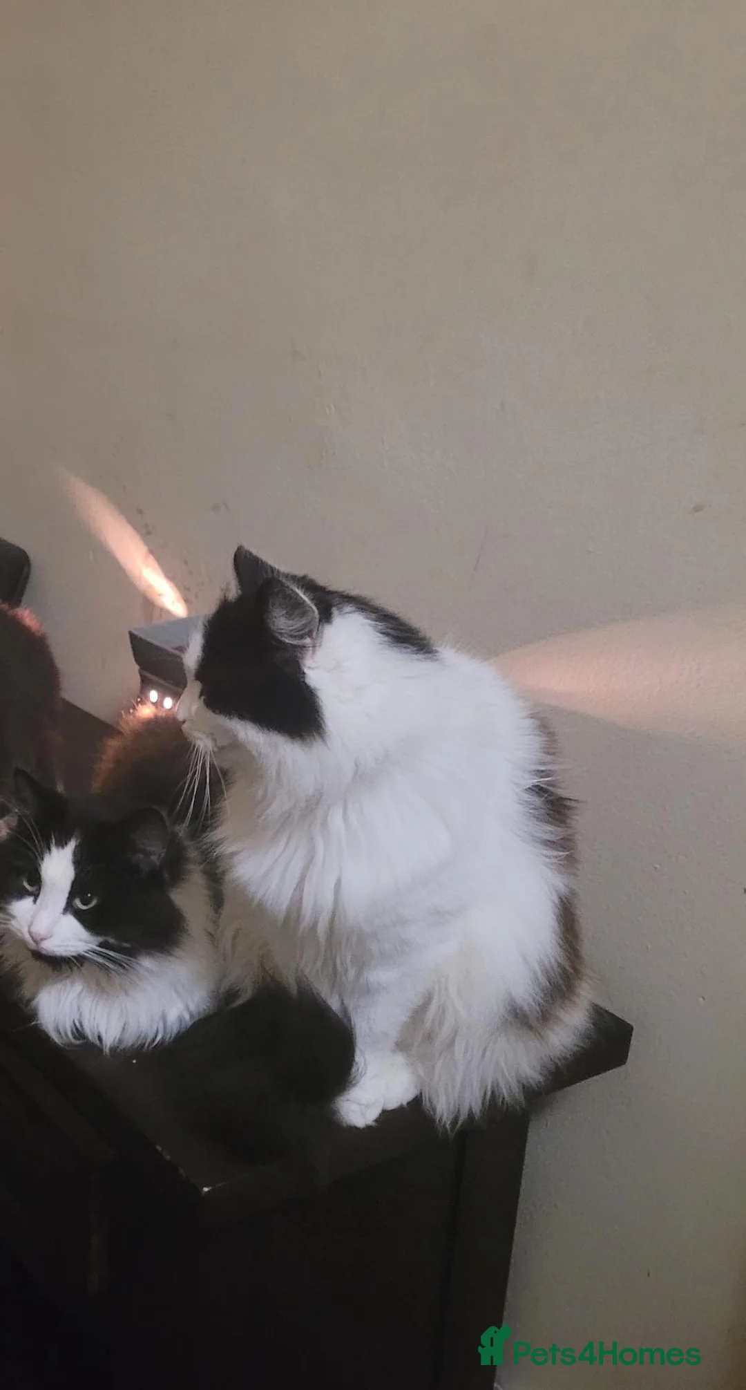 Mixed Breed cats for sale: 2 female cats for rehome in Southend-on-Sea - Advert 1
