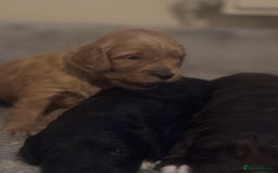 Cockapoo dogs for sale: Stunning F1 Cockapoos from H/Tested KC Parents!! - Image 9