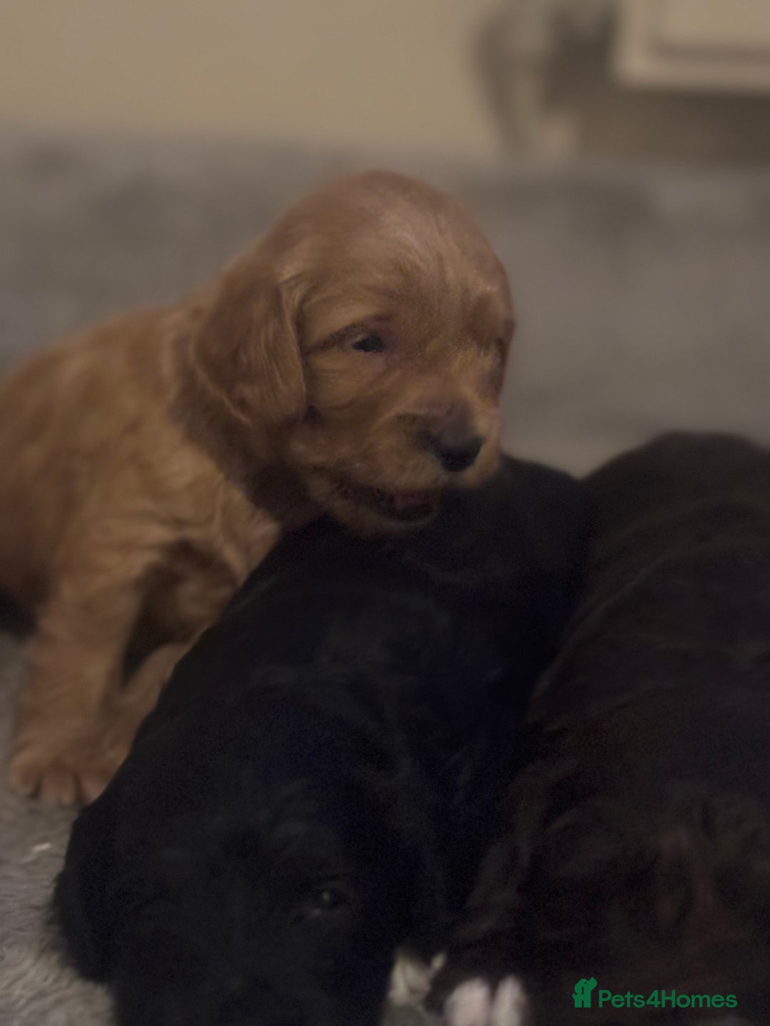 Cockapoo dogs for sale: Stunning F1 Cockapoos from H/Tested KC Parents!! - Image 9