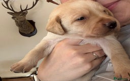 Labrador Retriever dogs for sale: Superb litter for working/competition/pet - Image 5