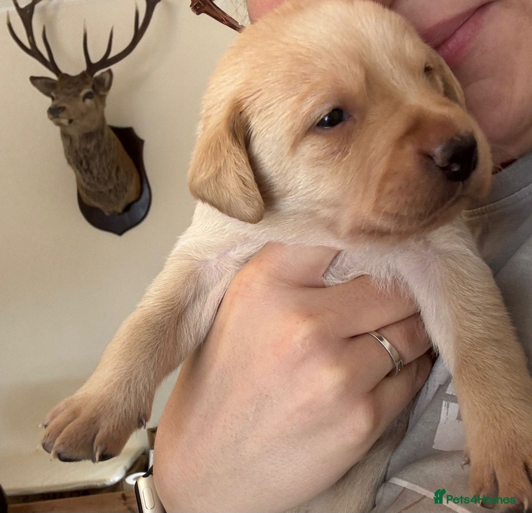 Labrador Retriever dogs for sale: Superb litter for working/competition/pet - Image 5