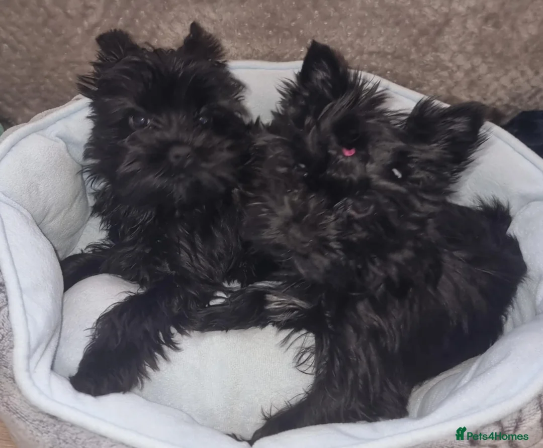 Yorkshire Terrier dogs for sale: Yorkshire Terrier  - Advert 6