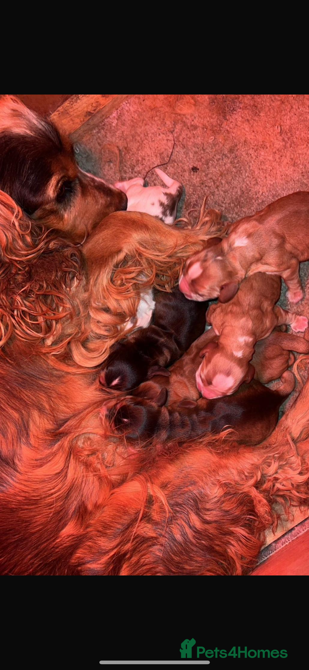 Cocker Spaniel dogs for sale: Show type Cocker spaniel puppies  - Advert 12