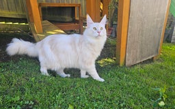 Maine Coon cats for sale: Our best boy is looking for a new home - Advert 4