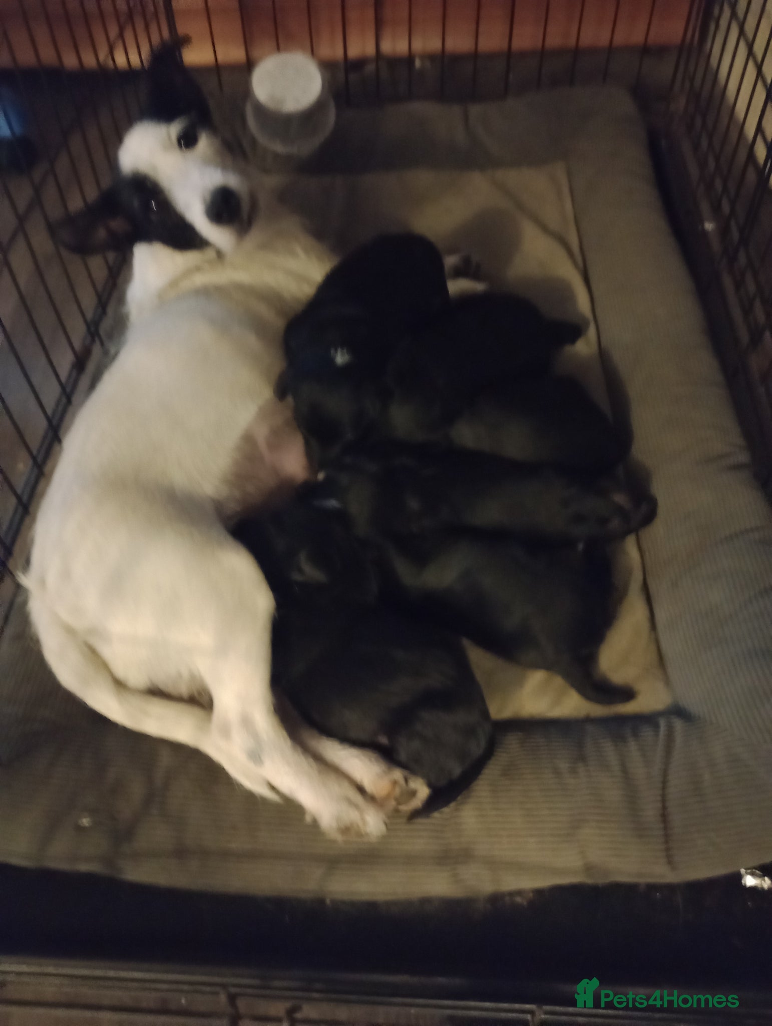 Jackapoo dogs Adorable Jacapoo,s - Advert 1